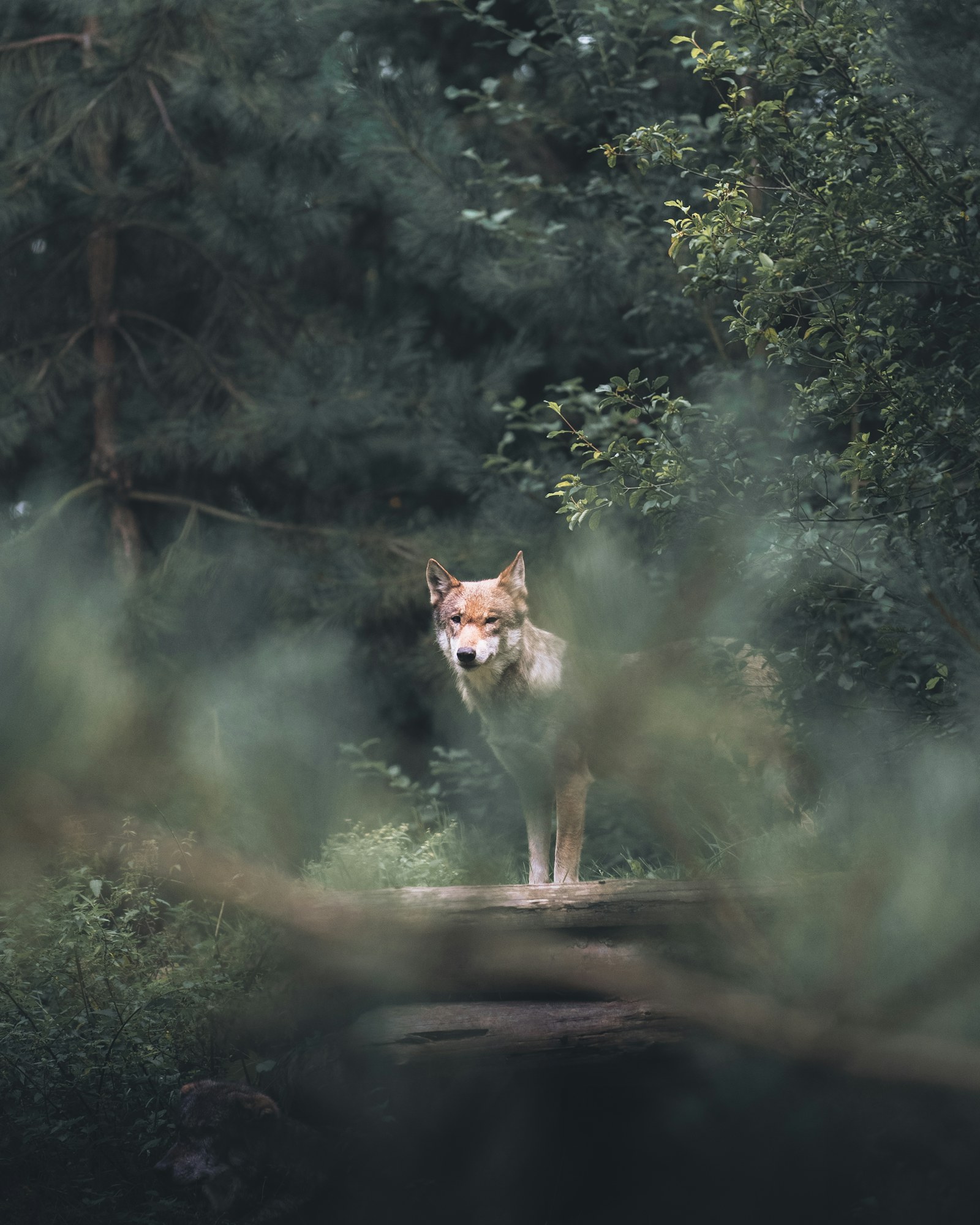 A lone wolf standing among trees in a forest